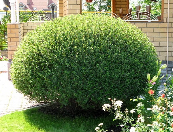 Растение Ива пурпурная/Salix purpurea С2/Н100-140