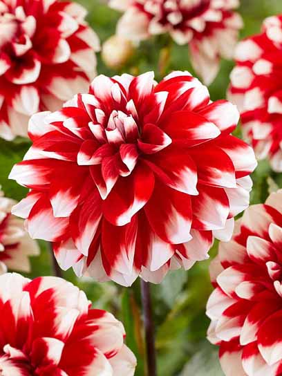 Корнеклубень георгины декоративной Рифка 1 шт. 