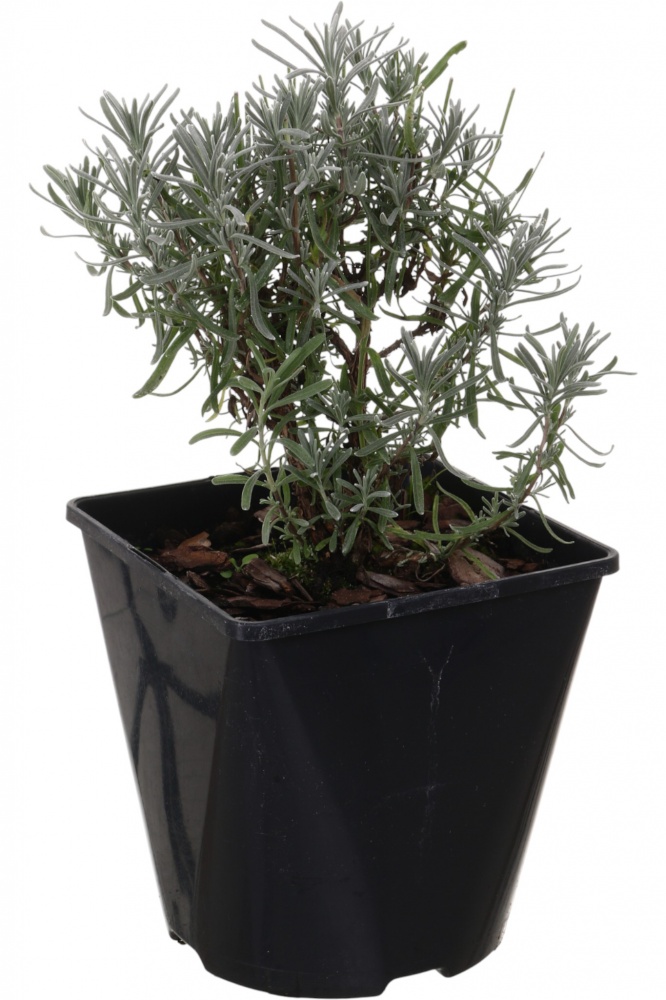 Саженец Лаванда (3 л)