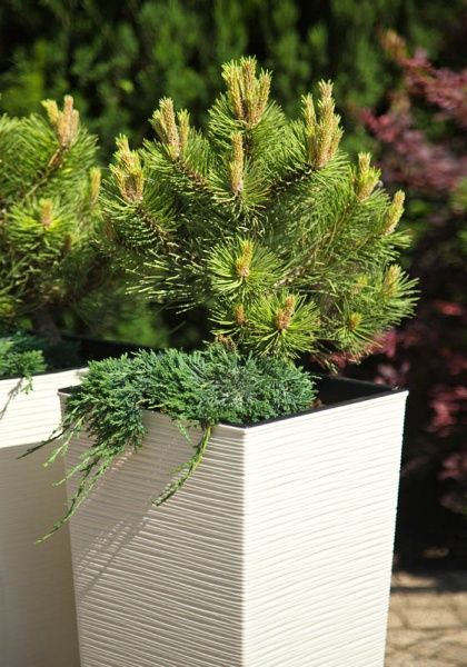 Горшок для цветов Lamela Финезия 300 долото квадратный 27,3л крем 