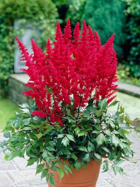 Корневище астильбы Фанал 1 шт. 