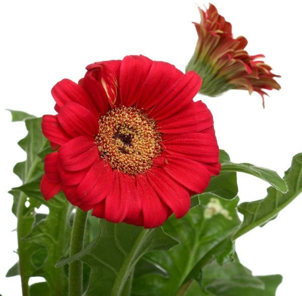 Растение Гербера микс 12х25 см