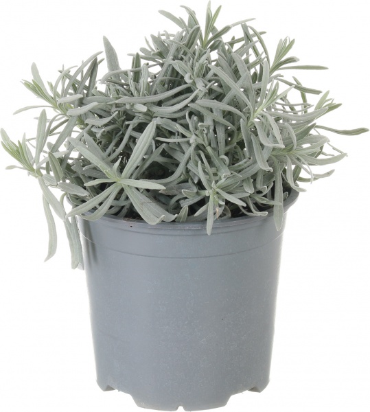 Растение Пряные травы микс 13x20 см см