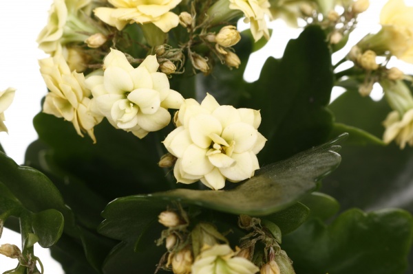 Растение комнатное Каланхоэ микс 10/20