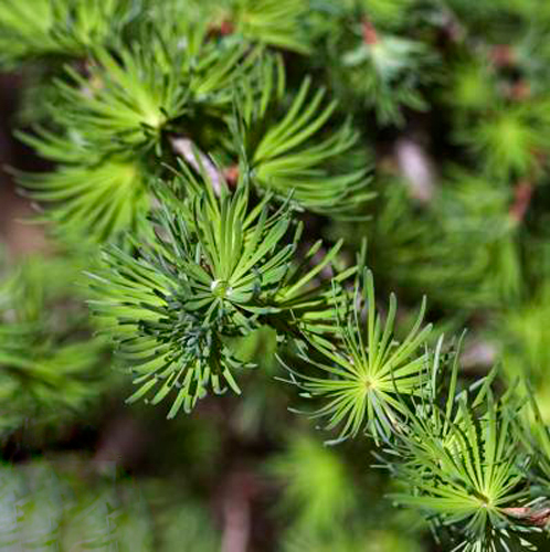 Растение Лиственница японская / Larix kaempferi Diana, С35 Pa 150-170