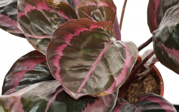 Рослина кімнатна Калатея 14/45 Дотті