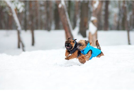 Куртка Airy Vest двухсторонняя для собак XS30 черно-голубая