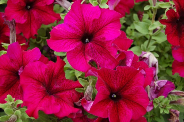 Семена Професійне насіння петуния Танго F1 бургунди 20 шт. (4823058201924)