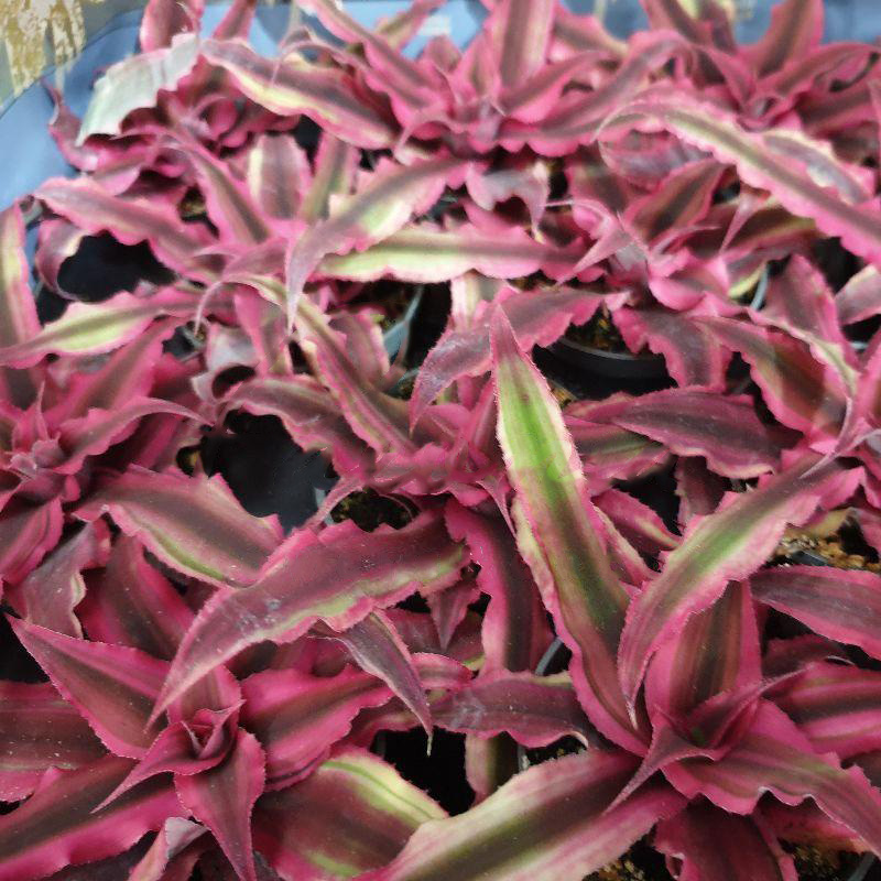 Растение Криптантус 6х10 Super Pink