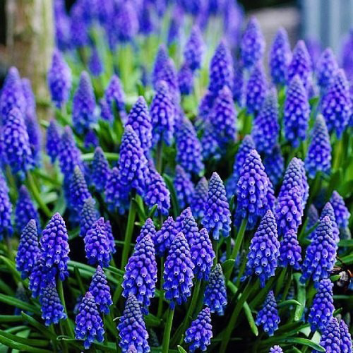 Луковица Яскрава Armeniacum 5 шт. 