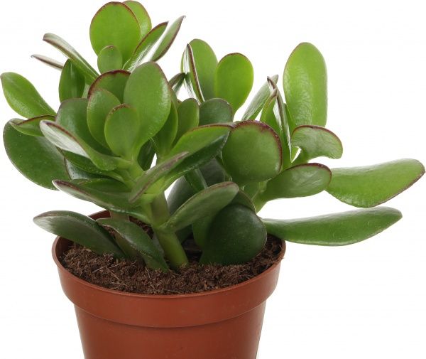 Растение комнатное Крассула Ovata 12х20 см