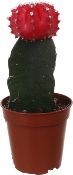 Растение Гимнокальциум микс 5/20