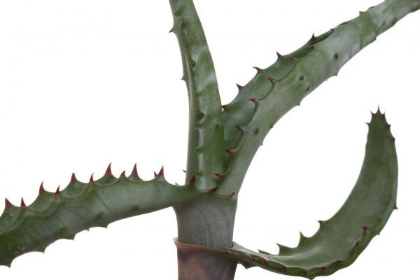 Растение комнатное Алоэ хавортия 5х15 см