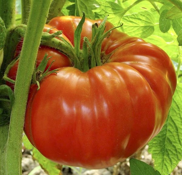 Семена Професійне насіння томат высокорослый Ричиоло F1 ребристый 10 шт. (4820176690340)