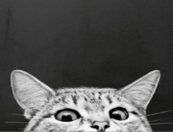 Набор для творчества со стразами на подрамнике Ночной гость 40x50 см 178012 Діамантові ручки 