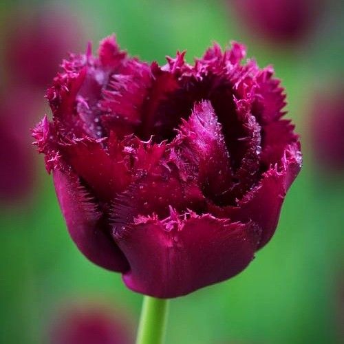 Луковица Тюльпан Gorilla 3 шт. 