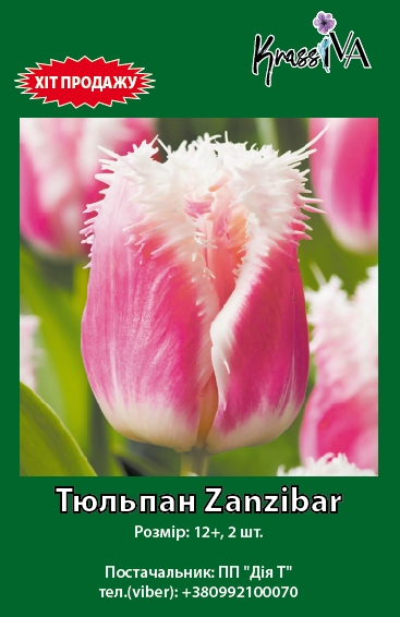 Луковица KrassIVA тюльпан Zanzibar 2 шт. 
