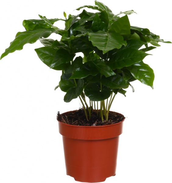 Растение Кофе Арабика 12/25