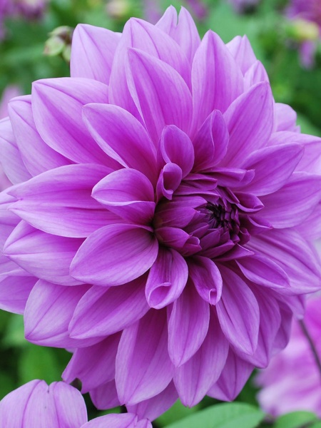 Корнеклубень георгины декоративной Лайлек Тайм 1 шт. 