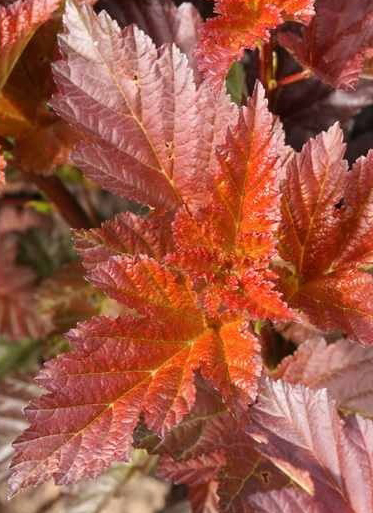 Растение Пузыреплодник/ Physocarpus opulifolius Andrea С7,5, H 30-40