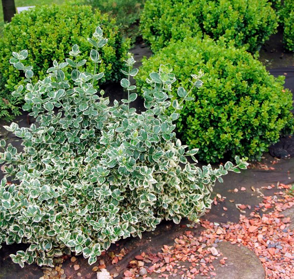 Растение Бересклет / Euonymus fort.Emerald Gaiety Р14