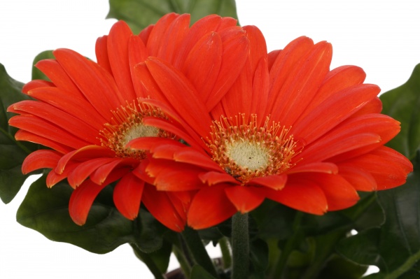 Рослина кімнатна Гербера міні d9/h15