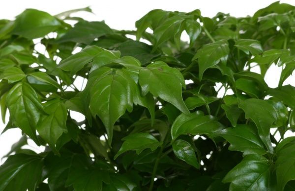 Рослина Радермахера 12/30