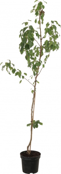 Саженец Декоплант груши 2р (C7)
