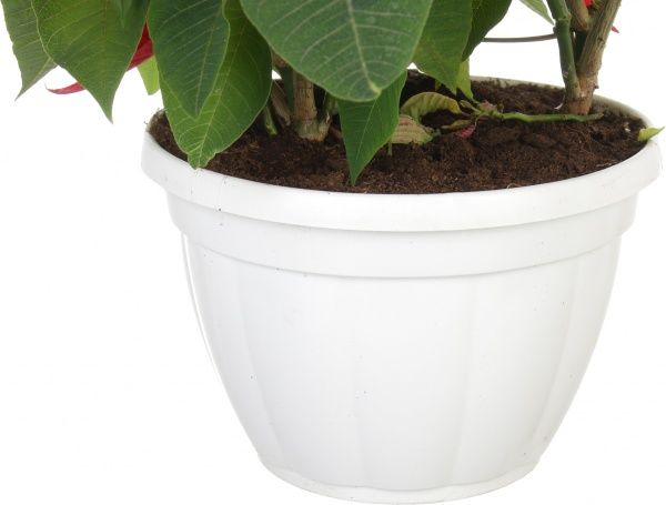 Рослина Пуансетія 25/60 см