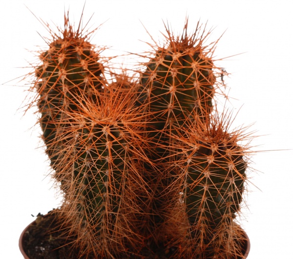 Растение Кактус разноцветный 8/10