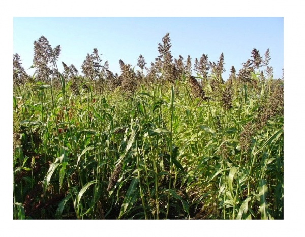 Семена Професійне насіння Трава суданская 0,5 кг