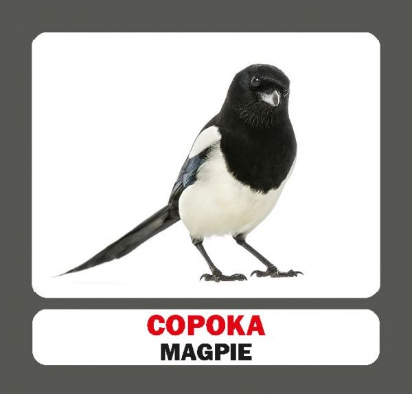 Книга «Навчальний посібник. Птахи. англ-укр» 978-617-736-046-8