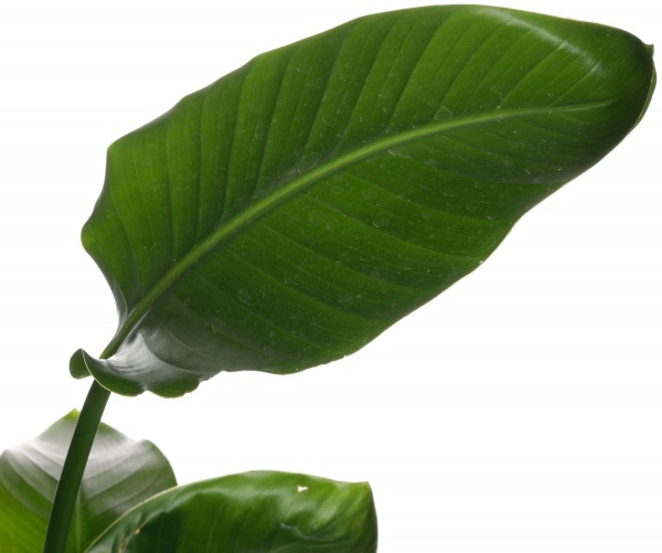 Рослина кімнатна Стріліція 17/55