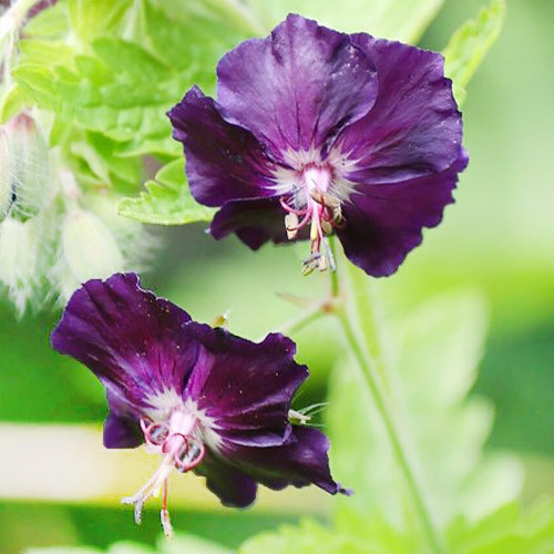 Рослина Герань темна Raven С3