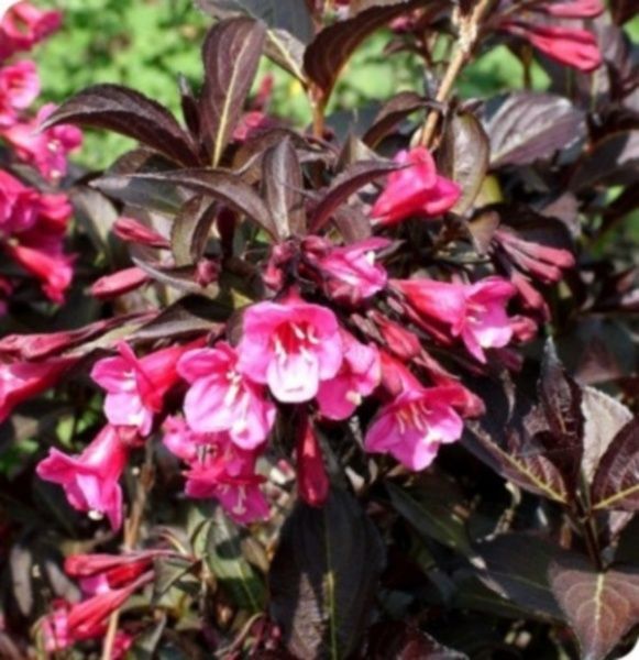 Саженец MegaPlant Вейгела цветущая Александра С5