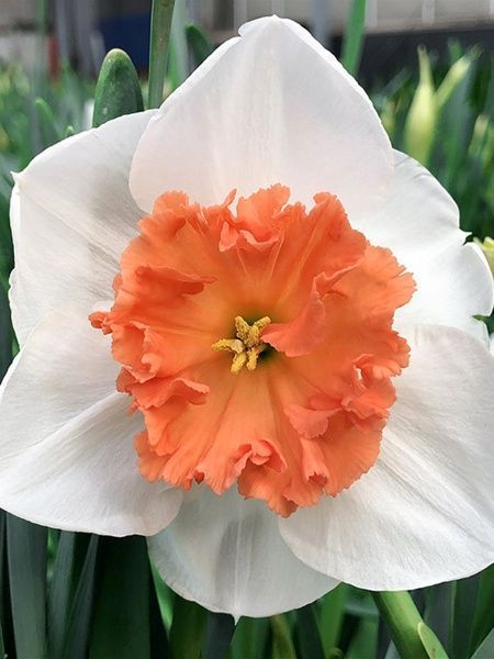 Цибулина TUBERBULB Export B.V. нарциса Прікошіоус 2 шт. 