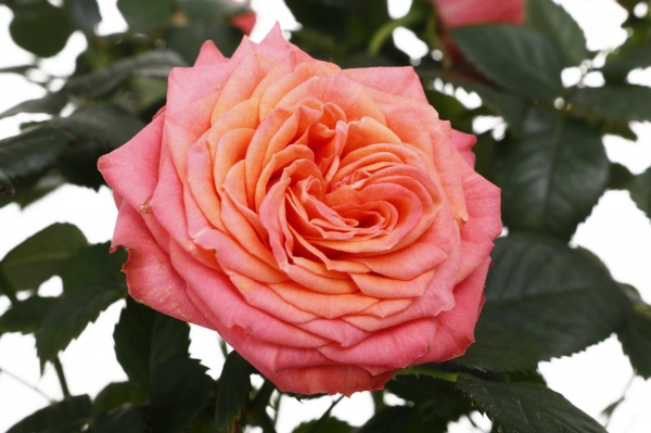 Растение комнатное Роза 10,5/25 Кордана