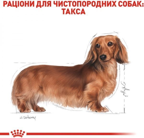 Корм Royal Canin для собак DACHSHUND ADULT 1,5 кг