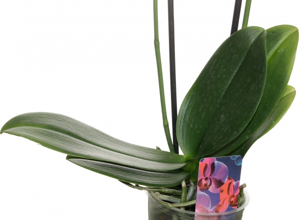 Растение комнатное Фаленопсис микс 1 ствол 12/60-70