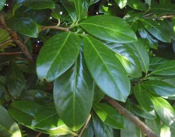 Растение Лавровая лечебная / Prunus laurocerasus C5