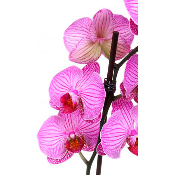 Рослина Фаленопсіс 12х60 см 1 стовбур