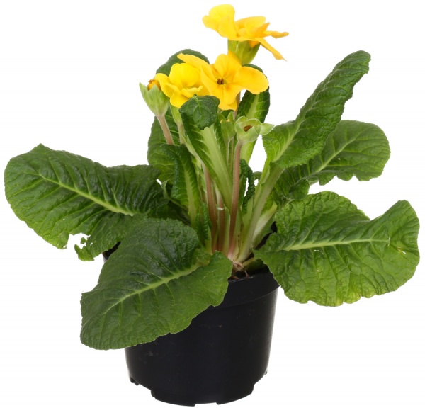 Рослина декоративна Примула мікс d10 h20