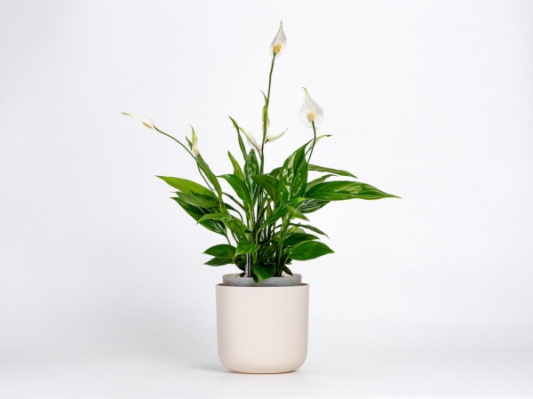 Вазон пластиковий Plastia з системою автополиву Tolita 19 см круглий 2,2 л бежевий (1707081940) 