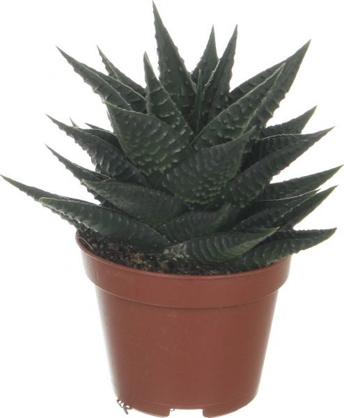 Растение Хавортия 5/15