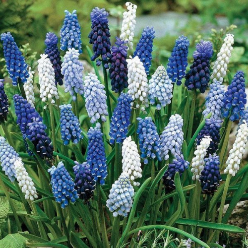 Луковица Яскрава Мускари Смесь 5 шт. 