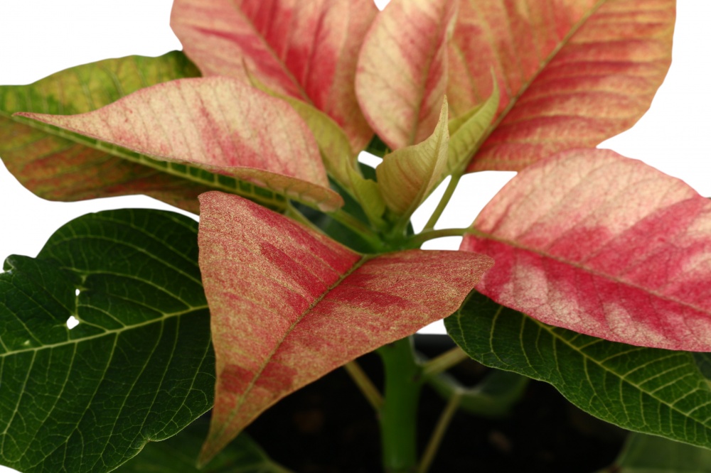 Растение комнатное Пуансетия Эуфорбия пульцерима d12