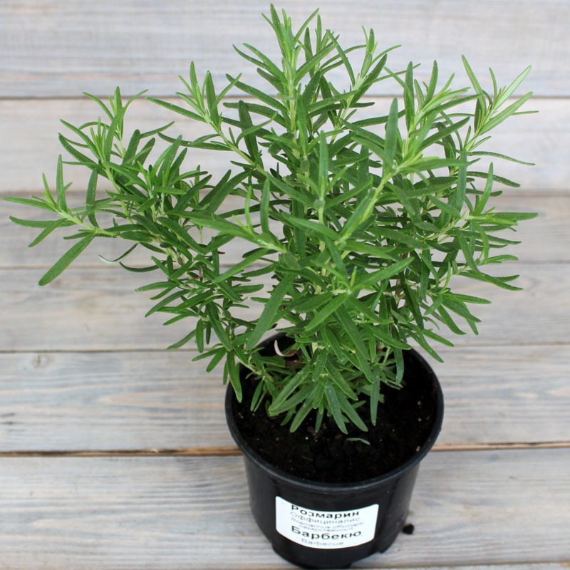 Растение Розмарин d12