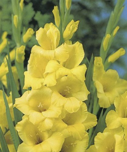 Цибулина Яскрава Гладіолус Morning Gold 3 шт. 