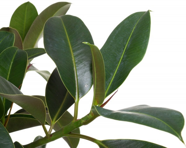 Растение фикус мелани 21/95