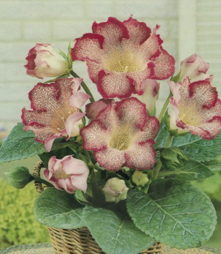 Цибулина Яскрава Глоксінія Tigre Red 1 шт.